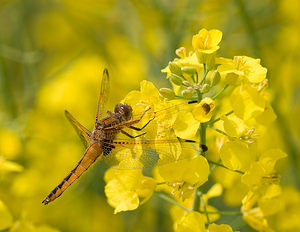 Libellula fulva (Libellulidae)  - Libellule fauve - Scarce Chaser Aisne [France] 09/05/2009 - 130m