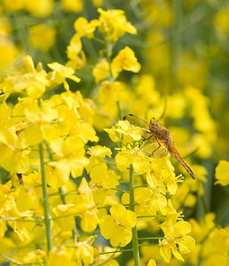 Libellula fulva (Libellulidae)  - Libellule fauve - Scarce Chaser Aisne [France] 09/05/2009 - 130m