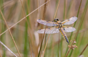 Libellula quadrimaculata (Libellulidae)  - Libellule quadrimaculée, Libellule à quatre taches - Four-spotted Chaser Aisne [France] 08/05/2009 - 70m