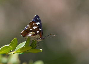 Limenitis reducta (Nymphalidae)  - Sylvain azuré, Camille Drome [France] 27/05/2009 - 710m