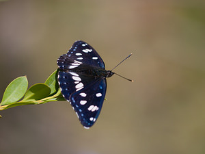 Limenitis reducta (Nymphalidae)  - Sylvain azuré, Camille Drome [France] 27/05/2009 - 710m