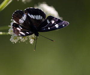 Limenitis reducta (Nymphalidae)  - Sylvain azuré, Camille Drome [France] 29/05/2009 - 580m