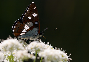 Limenitis reducta (Nymphalidae)  - Sylvain azuré, Camille Drome [France] 29/05/2009 - 580m