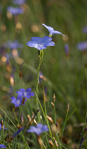 Linum narbonense (Linaceae)  - Lin de Narbonne Drome [France] 25/05/2009 - 710m