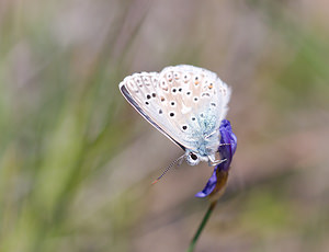 Lysandra hispana (Lycaenidae)  - Bleu-nacré d'Espagne Drome [France] 27/05/2009 - 710m