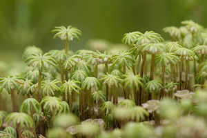 Marchantia polymorpha (Marchantiaceae)  - Common Liverwort Aisne [France] 08/05/2009 - 80m