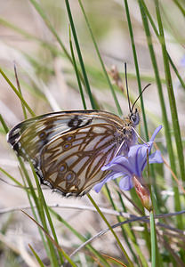 Melanargia occitanica (Nymphalidae)  - Échiquier d'Occitanie, Demi-Deuil occitan Drome [France] 27/05/2009 - 710m