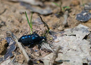 Meloe proscarabaeus (Meloidae)  - Méloé enfle-boeufs ténébreux Nievre [France] 01/05/2009 - 280m