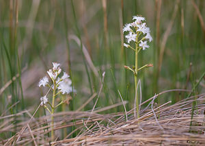 Menyanthes trifoliata (Menyanthaceae)  - Ményanthe trifolié, Trèfle d'eau, Ményanthe, Ményanthe trèfle d'eau - Bogbean Aisne [France] 09/05/2009 - 110m