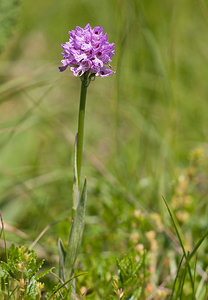 Neotinea tridentata (Orchidaceae)  - Néotinée tridentée, Orchis à trois dents, Orchis tridenté Drome [France] 30/05/2009 - 960m