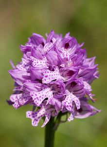 Neotinea tridentata (Orchidaceae)  - Néotinée tridentée, Orchis à trois dents, Orchis tridenté Drome [France] 30/05/2009 - 960m