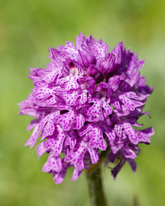 Neotinea tridentata (Orchidaceae)  - Néotinée tridentée, Orchis à trois dents, Orchis tridenté Drome [France] 30/05/2009 - 750m