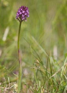 Neotinea x dietrichiana (Orchidaceae)  - Néotinée de DietrichNeotinea tridentata x Neotinea ustulata. Drome [France] 30/05/2009 - 960m