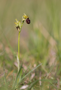 Ophrys aranifera (Orchidaceae)  - Ophrys araignée, Oiseau-coquet - Early Spider-orchid Aisne [France] 10/05/2009 - 110m