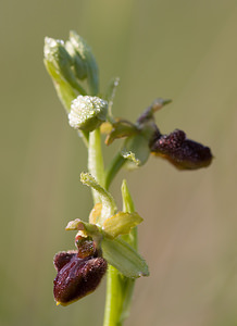 Ophrys aranifera (Orchidaceae)  - Ophrys araignée, Oiseau-coquet - Early Spider-orchid Aisne [France] 10/05/2009 - 110m