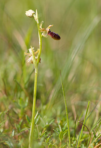 Ophrys aranifera (Orchidaceae)  - Ophrys araignée, Oiseau-coquet - Early Spider-orchid Aisne [France] 10/05/2009 - 100m