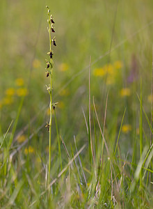 Ophrys insectifera (Orchidaceae)  - Ophrys mouche - Fly Orchid Aisne [France] 31/05/2009 - 120m