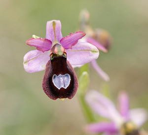 Ophrys saratoi (Orchidaceae)  - Ophrys de Sarato, Ophrys de la Drôme Drome [France] 30/05/2009 - 750m