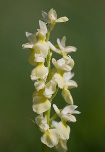 Orchis pallens (Orchidaceae)  - Orchis pâle - Pale-flowered Orchid Drome [France] 28/05/2009 - 1490m