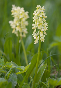 Orchis pallens (Orchidaceae)  - Orchis pâle - Pale-flowered Orchid Drome [France] 28/05/2009 - 1490m