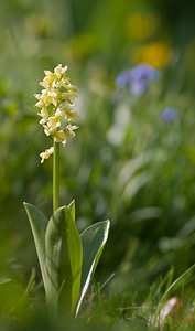 Orchis pallens (Orchidaceae)  - Orchis pâle - Pale-flowered Orchid Drome [France] 28/05/2009 - 1490m