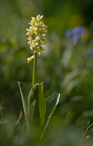 Orchis pallens Orchis pâle Pale-flowered Orchid