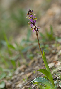 Orchis spitzelii (Orchidaceae)  - Orchis de Spitzel Drome [France] 24/05/2009 - 1190m