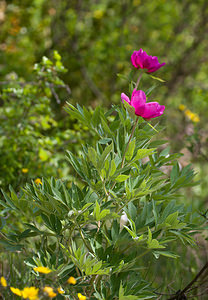 Paeonia officinalis (Paeoniaceae)  - Pivoine officinale - Garden Peony Drome [France] 24/05/2009 - 1190m