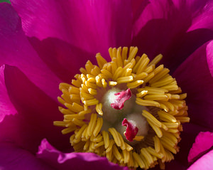 Paeonia officinalis (Paeoniaceae)  - Pivoine officinale - Garden Peony Drome [France] 24/05/2009 - 1190m