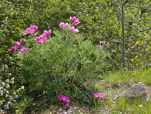 Paeonia officinalis (Paeoniaceae)  - Pivoine officinale - Garden Peony Drome [France] 24/05/2009 - 1190m