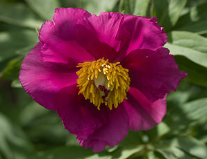 Paeonia officinalis (Paeoniaceae)  - Pivoine officinale - Garden Peony Drome [France] 24/05/2009 - 1190m