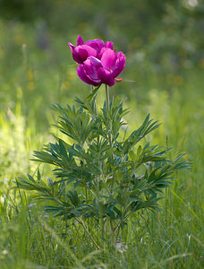 Paeonia officinalis (Paeoniaceae)  - Pivoine officinale - Garden Peony Drome [France] 24/05/2009 - 1190m