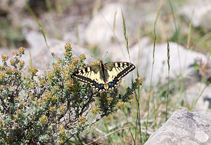 Papilio machaon (Papilionidae)  - Machaon, Grand Porte-Queue Drome [France] 27/05/2009 - 710m