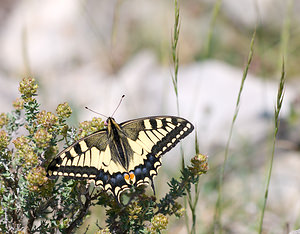 Papilio machaon (Papilionidae)  - Machaon, Grand Porte-Queue Drome [France] 27/05/2009 - 710m