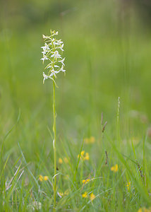 Platanthera bifolia (Orchidaceae)  - Platanthère à deux feuilles, Platanthère à fleurs blanches - Lesser Butterfly-orchid Aisne [France] 31/05/2009 - 120m