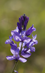 Polygala nicaeensis (Polygalaceae)  - Polygale de Nice, Polygala de Nice Drome [France] 24/05/2009 - 1120m