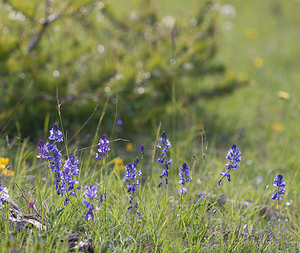 Polygala nicaeensis (Polygalaceae)  - Polygale de Nice, Polygala de Nice Drome [France] 24/05/2009 - 1120m