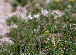 Pulsatilla alpina (Ranunculaceae)  - Pulsatille des Alpes, Anémone des Alpes Drome [France] 28/05/2009 - 1490m