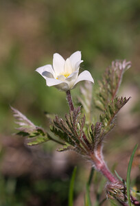 Pulsatilla alpina (Ranunculaceae)  - Pulsatille des Alpes, Anémone des Alpes Drome [France] 28/05/2009 - 1490m