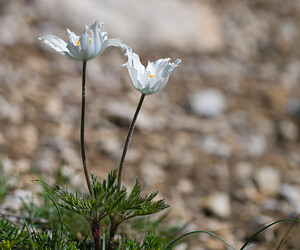 Pulsatilla alpina (Ranunculaceae)  - Pulsatille des Alpes, Anémone des Alpes Drome [France] 28/05/2009 - 1490m