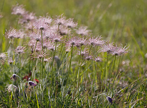 Pulsatilla vulgaris (Ranunculaceae)  - Pulsatille commune, Anémone pulsatille - Pasqueflower Aisne [France] 10/05/2009 - 110m