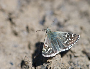 Pyrgus carthami (Hesperiidae)  - Hespérie du Carthame, Bigarré, Grande Hespéride, Plain-Chant Drome [France] 29/05/2009 - 600m