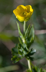 Ranunculus montanus (Ranunculaceae)  - Renoncule des montagnes Drome [France] 28/05/2009 - 1490m