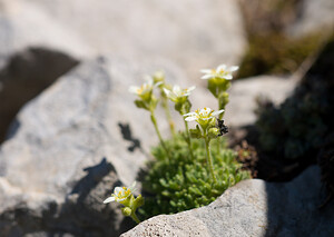 Saxifraga exarata (Saxifragaceae)  - Saxifrage sillonnée, Saxifrage faux orpin Drome [France] 28/05/2009 - 1490m