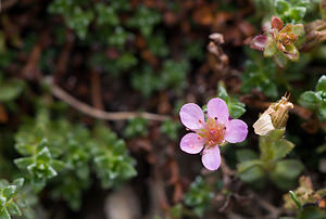 Saxifraga oppositifolia (Saxifragaceae)  - Saxifrage à feuilles opposées, Saxifrage glanduleuse - Purple Saxifrage Vaucluse [France] 26/05/2009 - 510m
