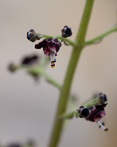 Scrophularia canina (Scrophulariaceae)  - Scrofulaire des chiens - French Figwort Vaucluse [France] 26/05/2009 - 510m