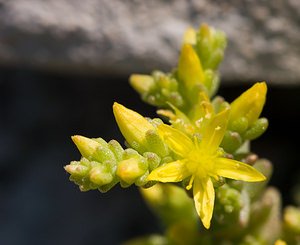Sedum alpestre (Crassulaceae)  - Orpin alpestre, Orpin des Alpes Drome [France] 27/05/2009 - 710m