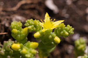 Sedum alpestre (Crassulaceae)  - Orpin alpestre, Orpin des Alpes Drome [France] 27/05/2009 - 710m