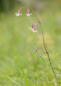 Silene nutans (Caryophyllaceae)  - Silène penché - Nottingham Catchfly Aisne [France] 08/05/2009 - 160m