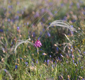 Stipa pennata (Poaceae)  - Stipe pennée, Plumet Drome [France] 27/05/2009 - 710men compagnie d'Orchis pyramidalis
